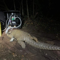 Gabon : Les Pangolins les plus gros au Monde